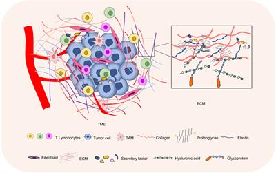 Crosstalk between T lymphocyte and extracellular matrix in tumor microenvironment